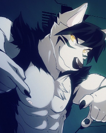Six Pack Male Wolf Furry Six Pack Male Wolf Furry